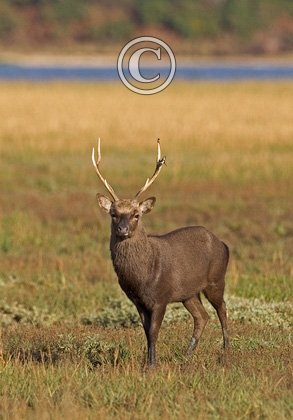 Sika Stag  DM0712